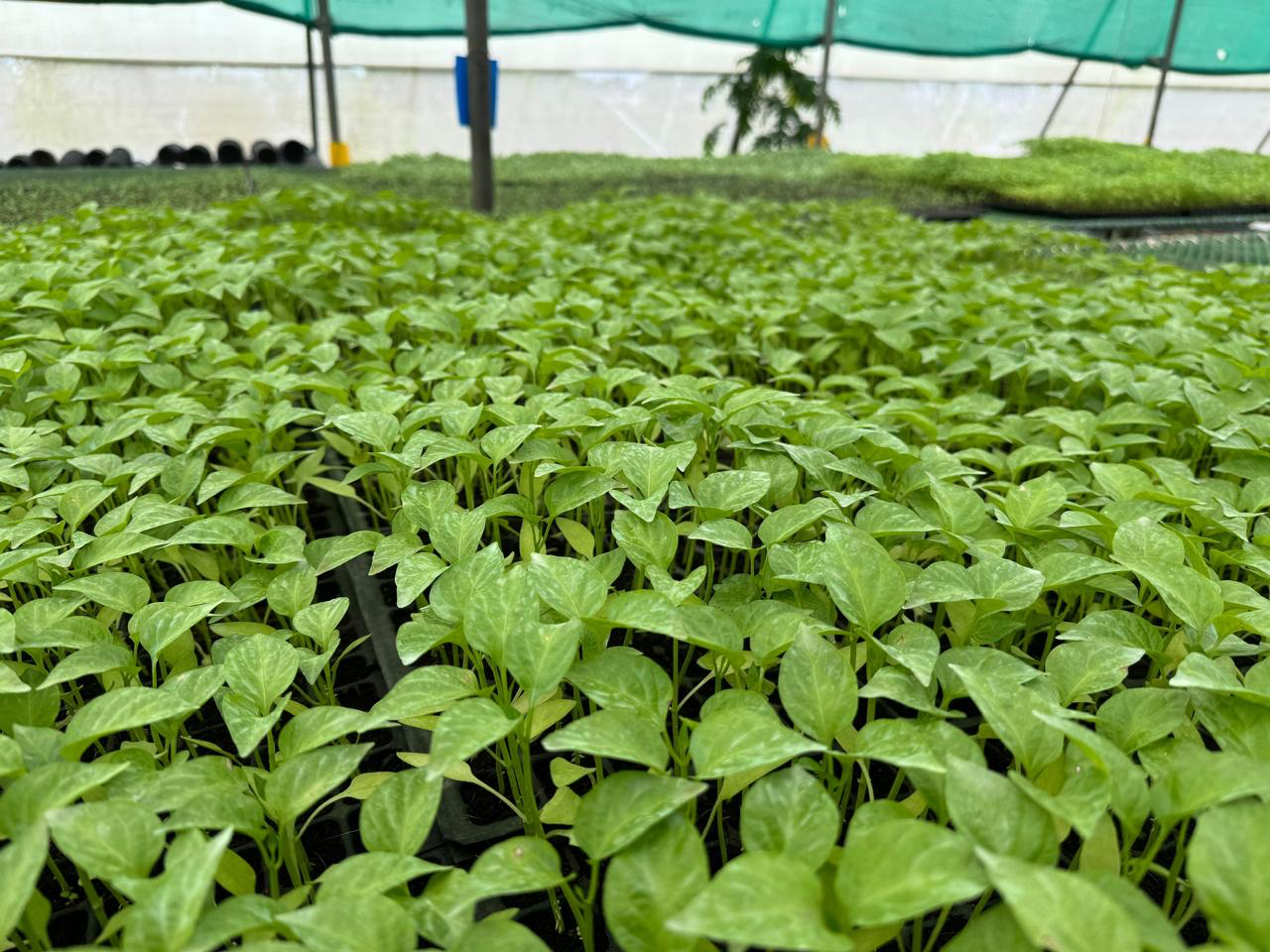 Vertical Farming